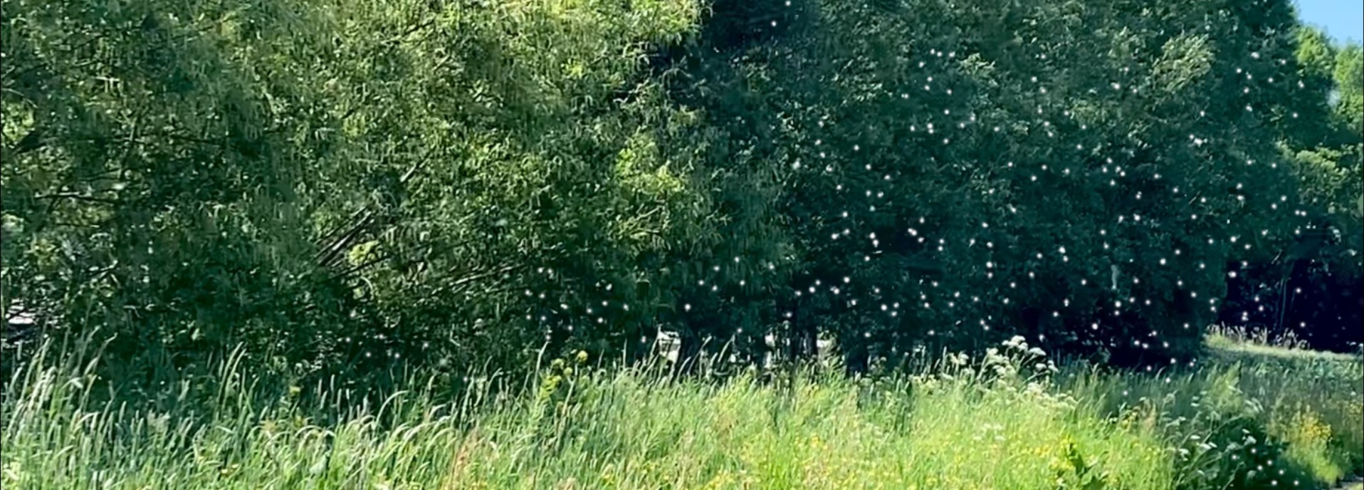 Toenemende allergieklachten terugdringen met voetreflexologie